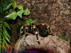 Brachyphelma smithi